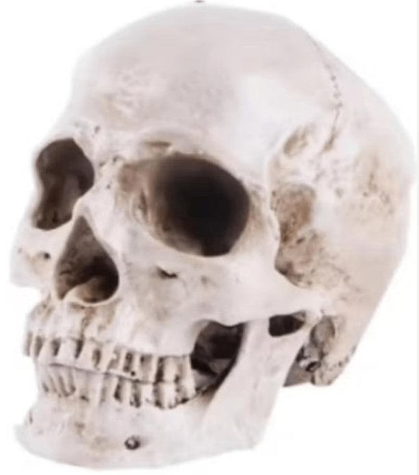 Prachtig schedel beeld 1:1 realistisch (19cm), Ophalen of Verzenden, Nieuw