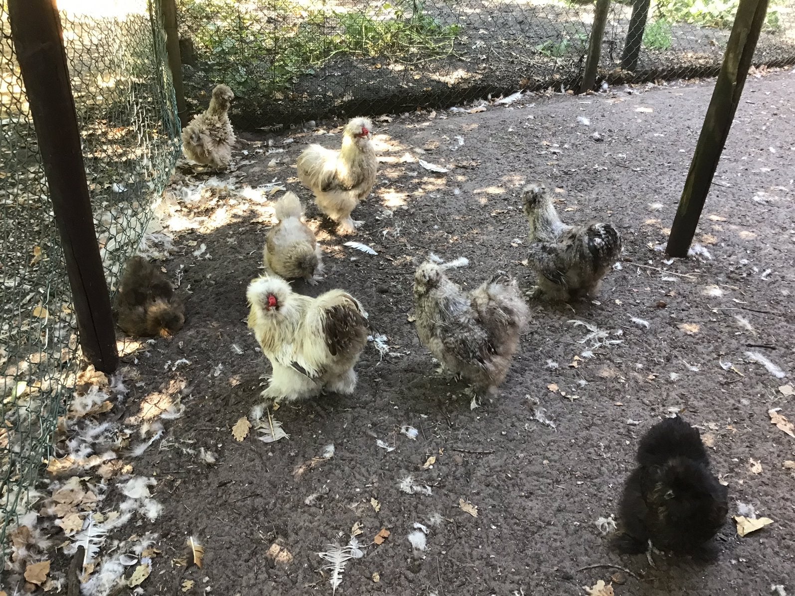 Zijdehoen broedeitjes, Dieren en Toebehoren, Pluimvee, Kip