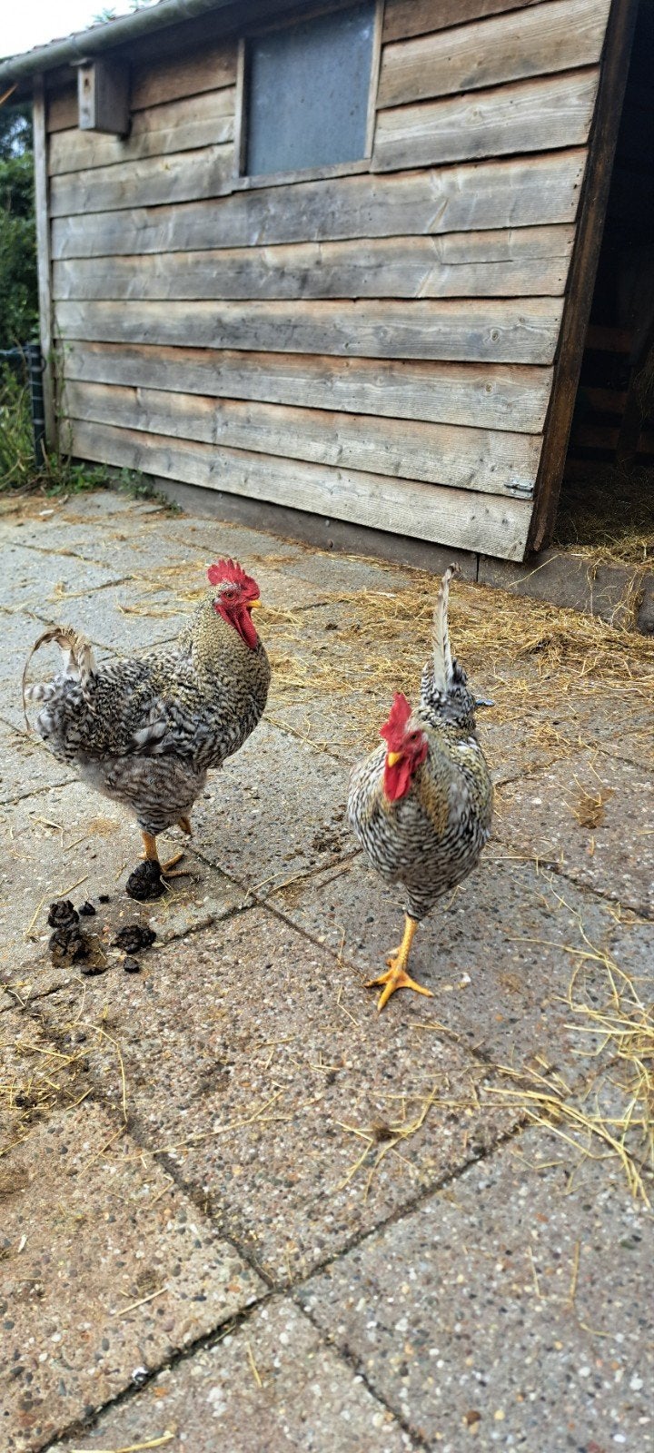 4 grote hanen, Mannelijk, Kip