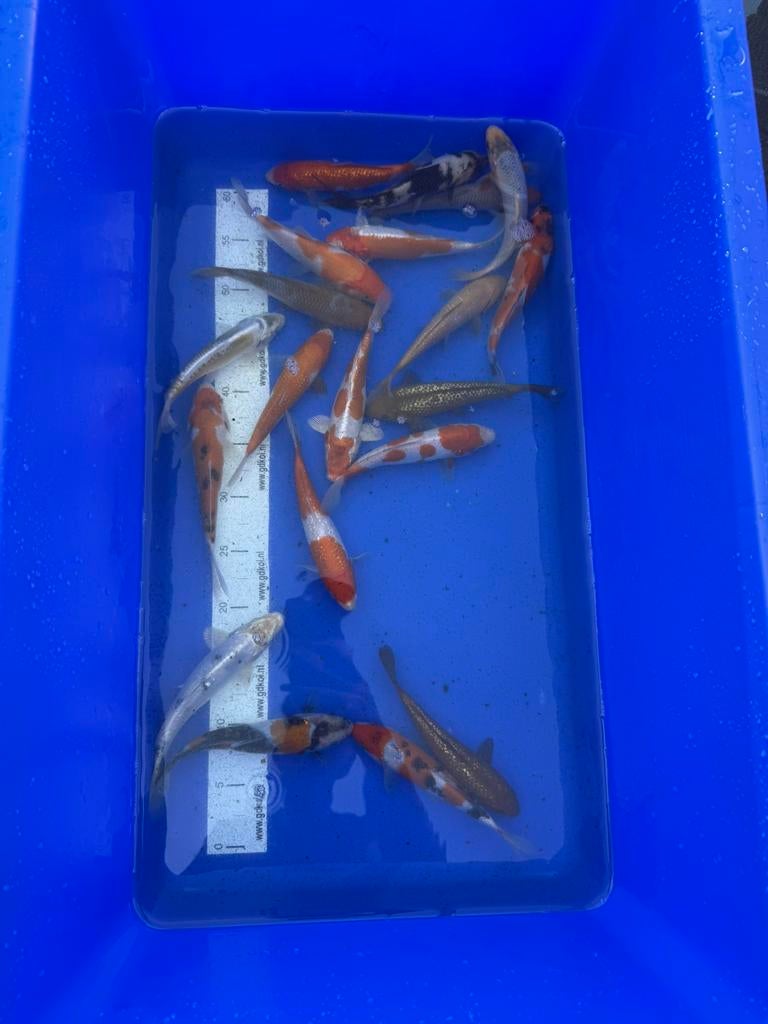 Topkwaliteit Koi 18-20 cm, Karper of Koi
