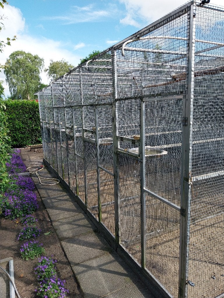 Halsband parkieten, Dieren en Toebehoren, Vogels | Parkieten en Papegaaien, Meerdere dieren, Parkiet, Geringd