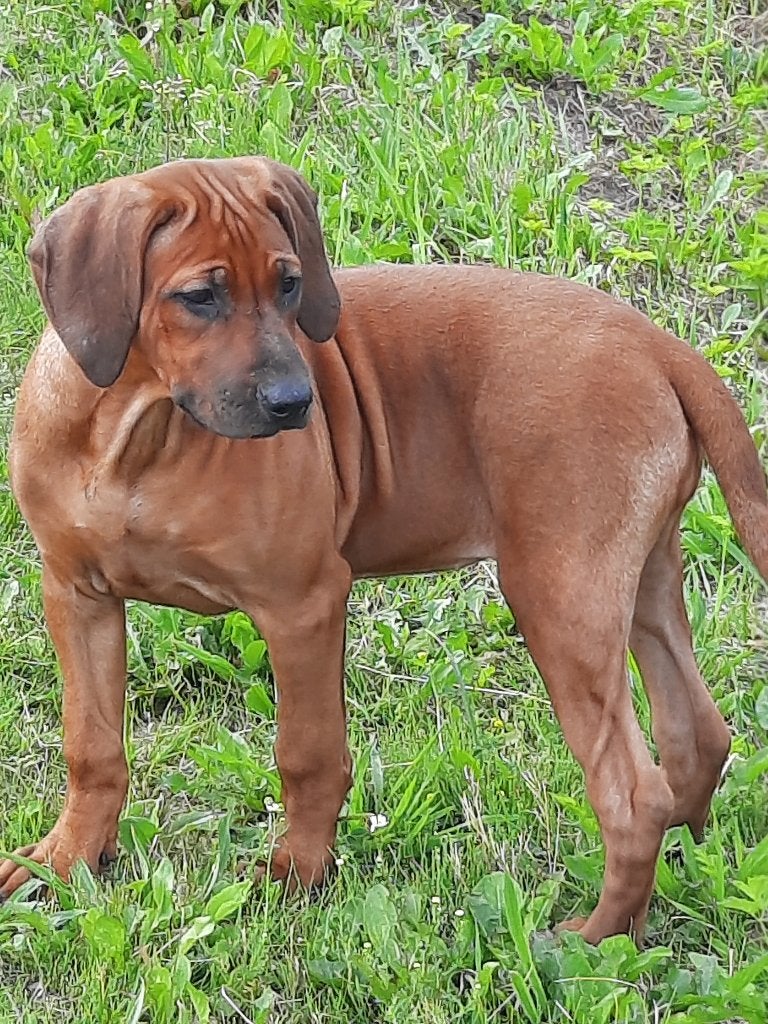 Prachtige Rhodesians Ridgeback pup (stamboom) te koop!, Dieren en Toebehoren, Overige rassen, 8 tot 15 weken, Parvo, Meerdere