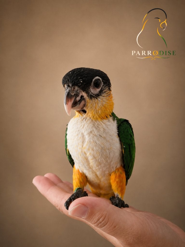 PRACHTIGE Tamme Jonge Zwartkopcaiques 2026, Dieren en Toebehoren, Vogels | Parkieten en Papegaaien, Meerdere dieren, Papegaai