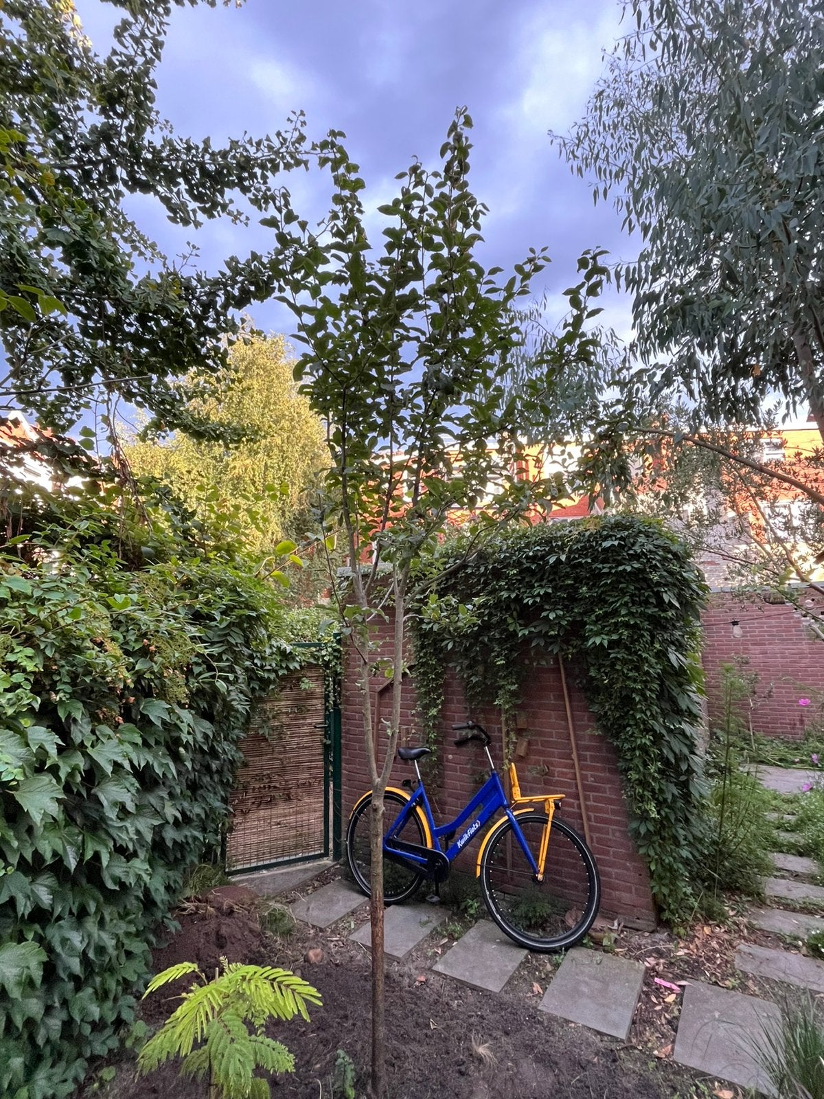 Appelboom, Overige soorten, Lente, 100 tot 250 cm, Ophalen
