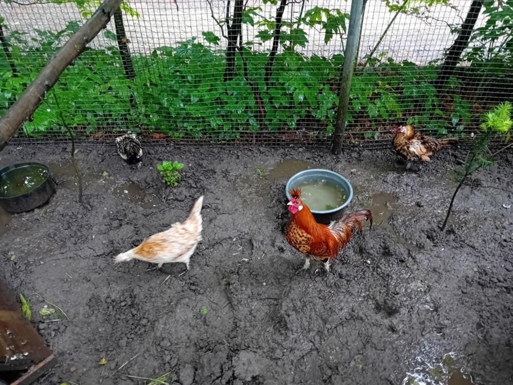 Appenzeller spitkuif krielen van 2025., Dieren en Toebehoren, Pluimvee, Meerdere dieren, Kip