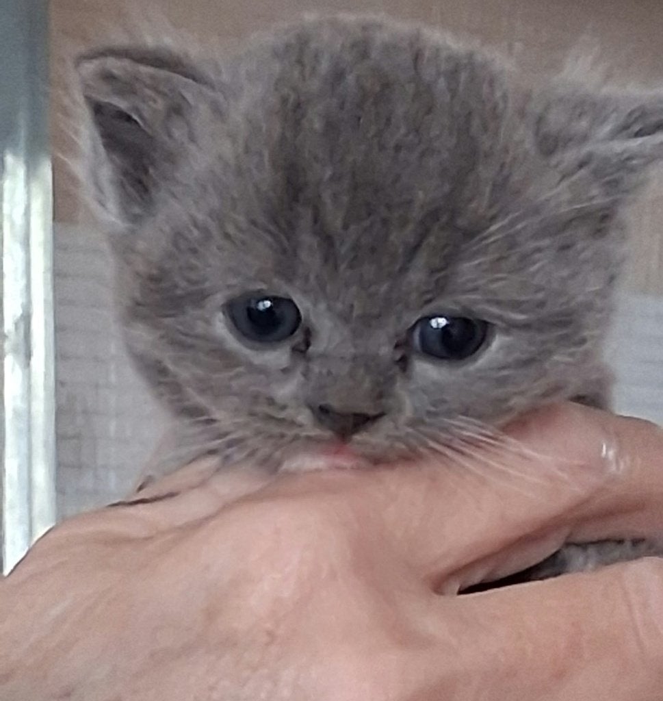 Prachtig Raszuiver Brits korthaar langhaar/korthaar kittens, Meerdere dieren, 0 tot 2 jaar