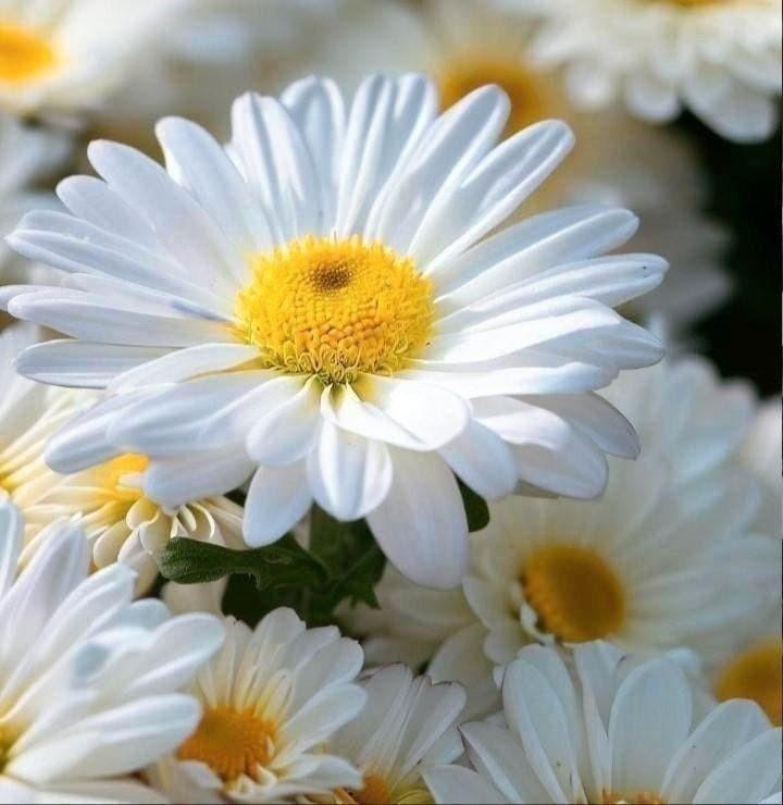 Zaden Lage Margriet- Chrysanthemum maximum nanum Silver Prin, Verzenden, Voorjaar, Volle zon, Zaad