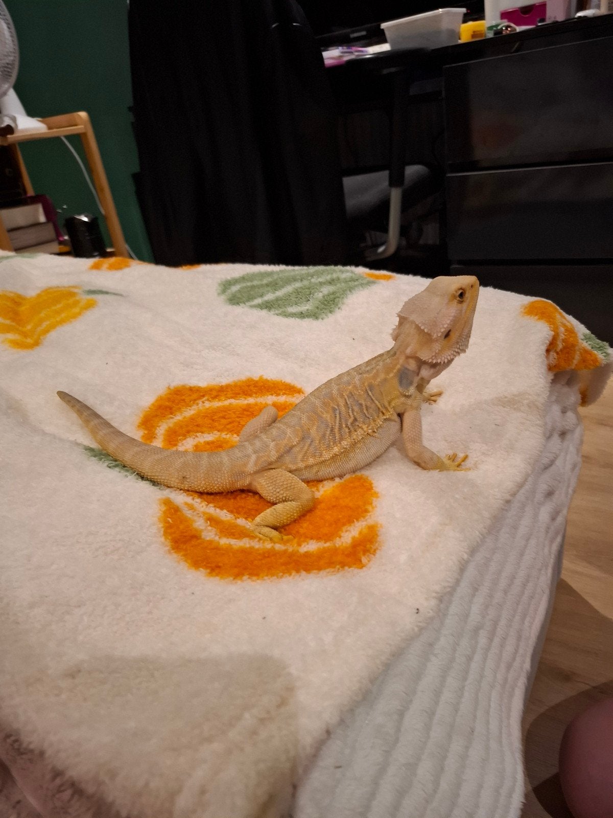 Leatherback baardagaam Bearded Dragon photo 5