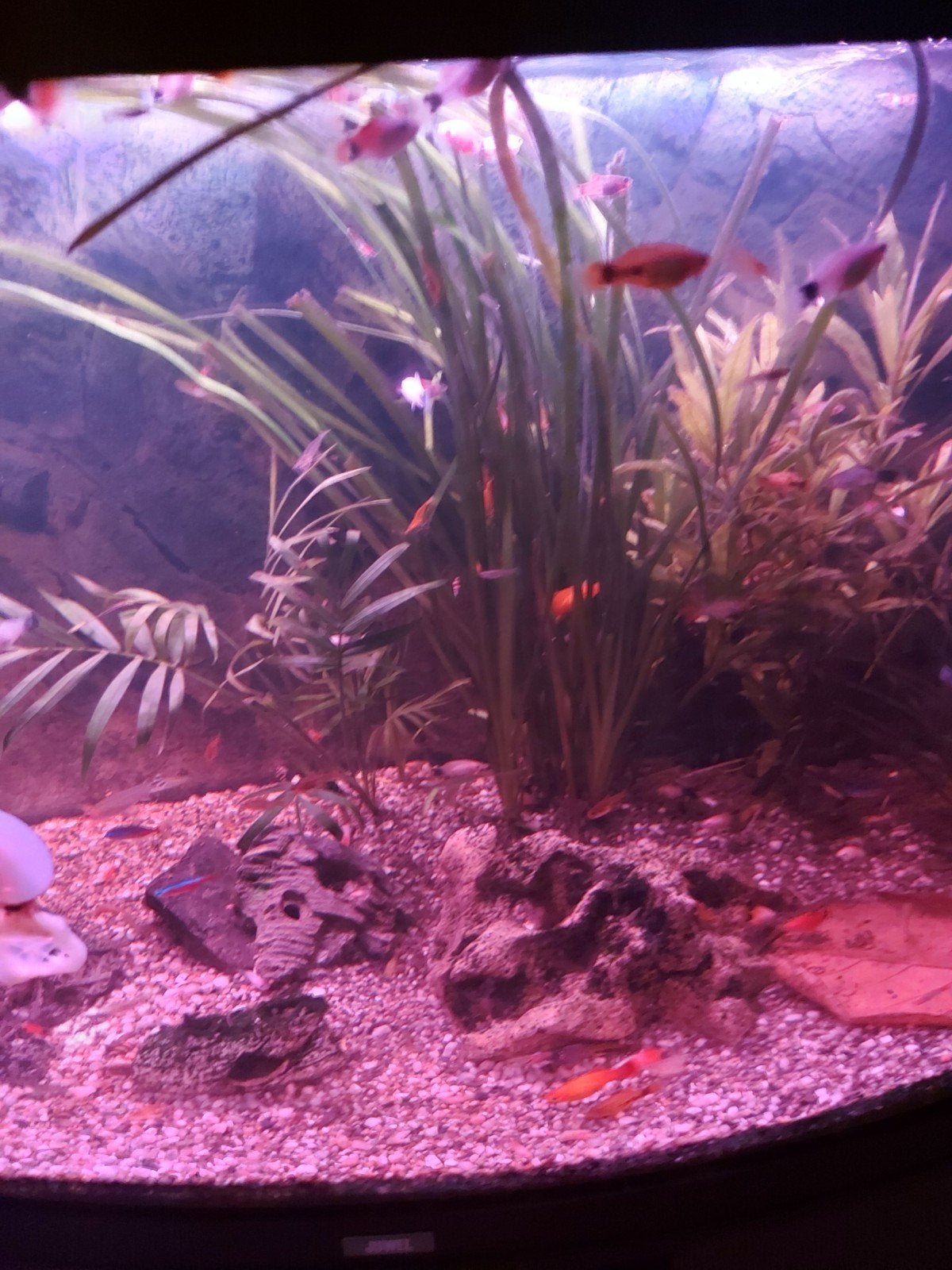 Gratis wie van zijn aquarium visjes af wil, Dieren en Toebehoren, Ophalen of Verzenden