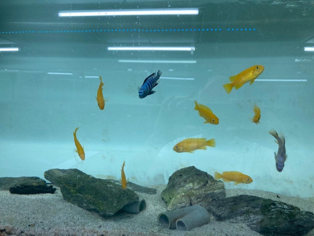 Pseudotropheus Saulosi – nakweek – binnenkort beschikbaar, Vis, Zoetwatervis