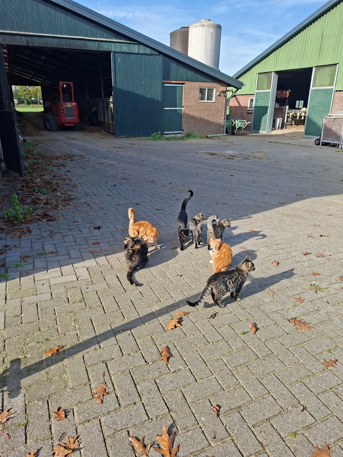 handtamme boerderij katten 2rode en 3 grijs gekleurd te koop, Dieren en Toebehoren