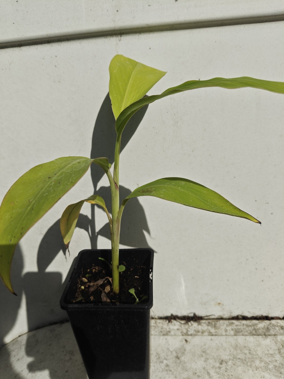 Musa initerans, Tuin en Terras, Planten | Tuinplanten, Overige soorten, Volle zon, Vaste plant, Ophalen of Verzenden