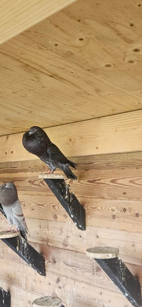 Te koop horseman kroppers, Dieren en Toebehoren, Vogels | Duiven, Meerdere dieren, Overige soorten