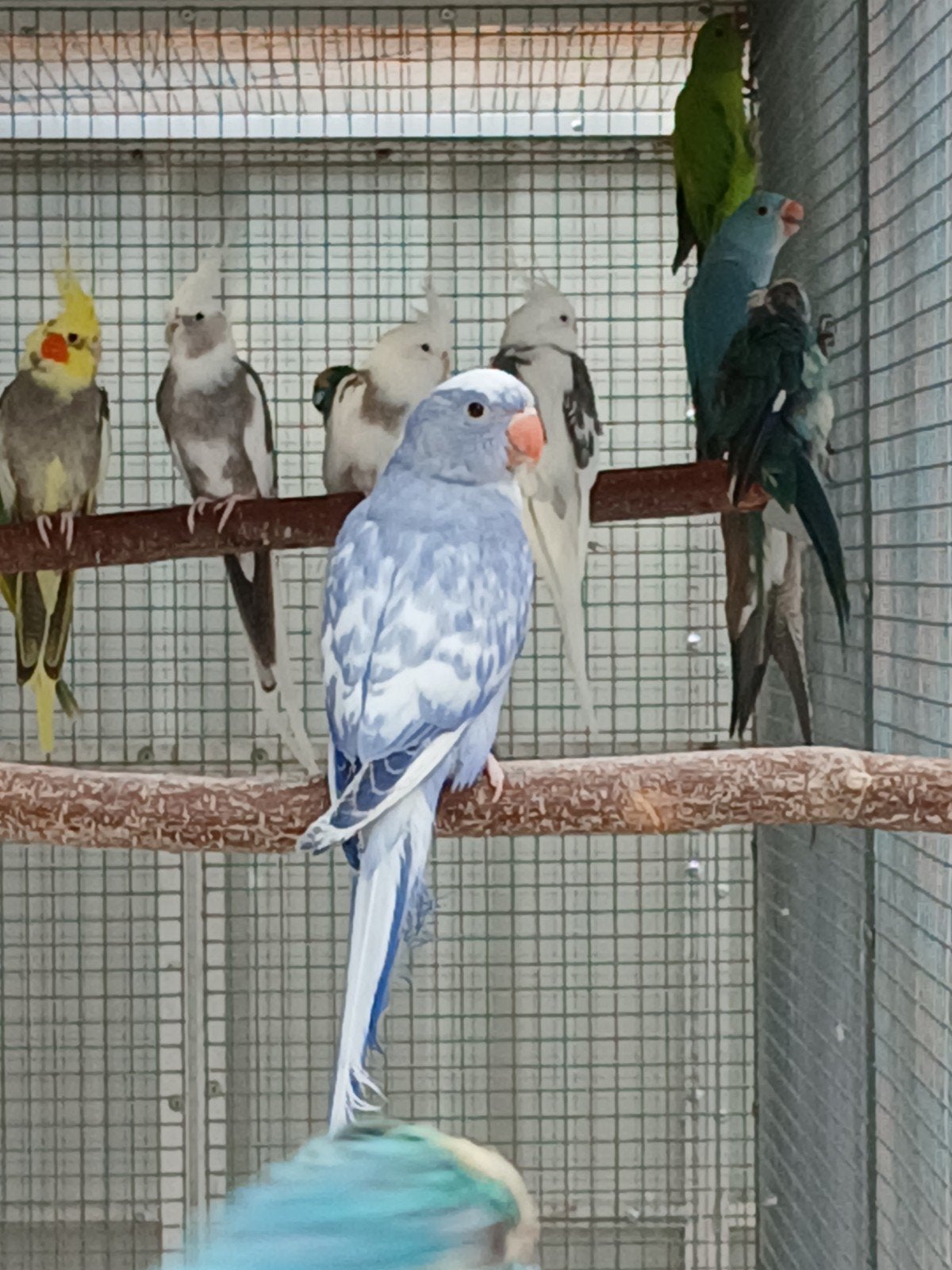 halsbandparkiet pop violet recessief bont 2026, Dieren en Toebehoren, Vogels | Parkieten en Papegaaien, Vrouwelijk, Parkiet, Geringd