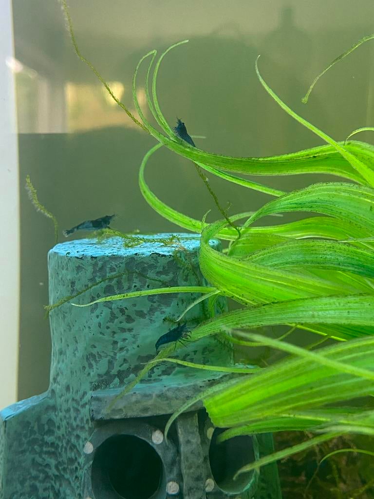 Blue dream garnalen (blauw) uit eigen kweek aquarium, Dieren en Toebehoren, Vissen | Aquariumvissen, Kreeft, Krab of Garnaal