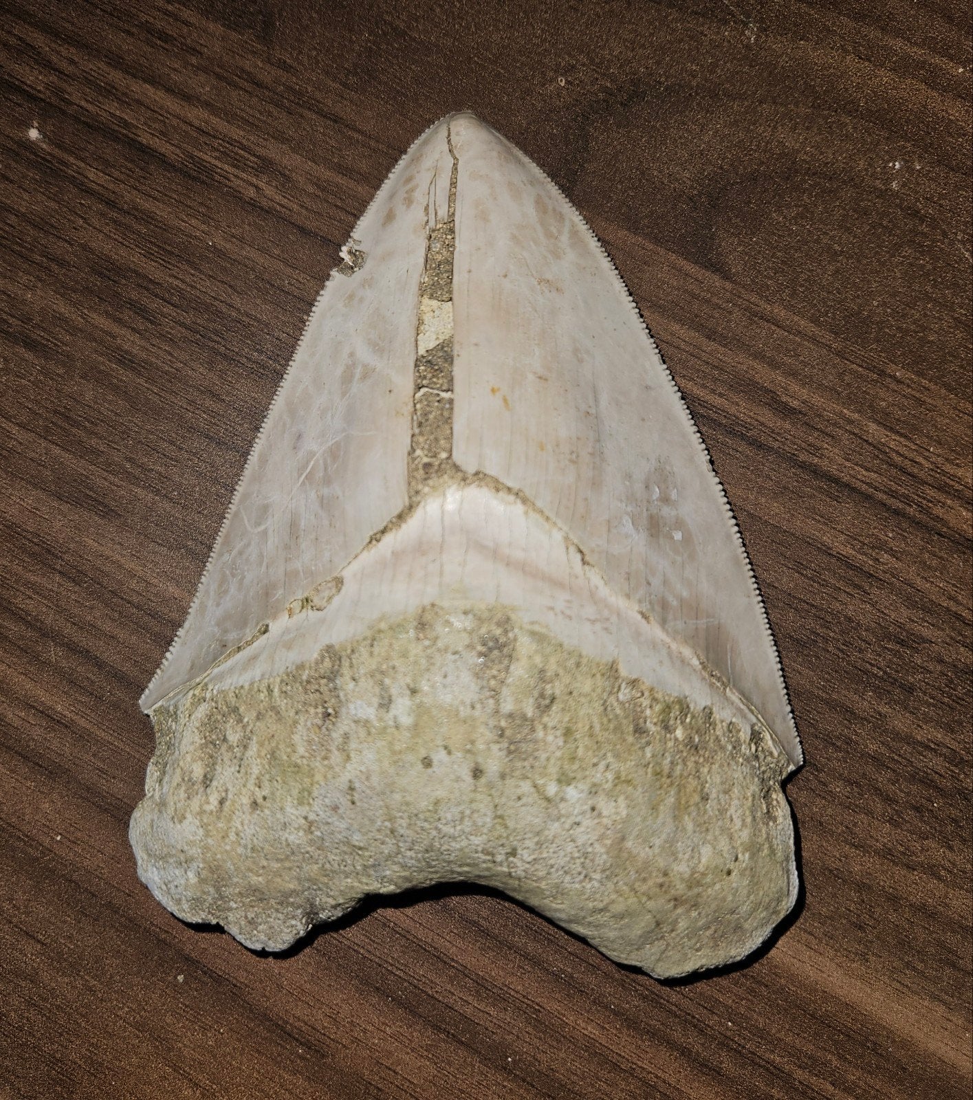 Grote Megalodon Haaientand Fossiel - Uniek Verzamelstuk, Ophalen of Verzenden, Fossiel