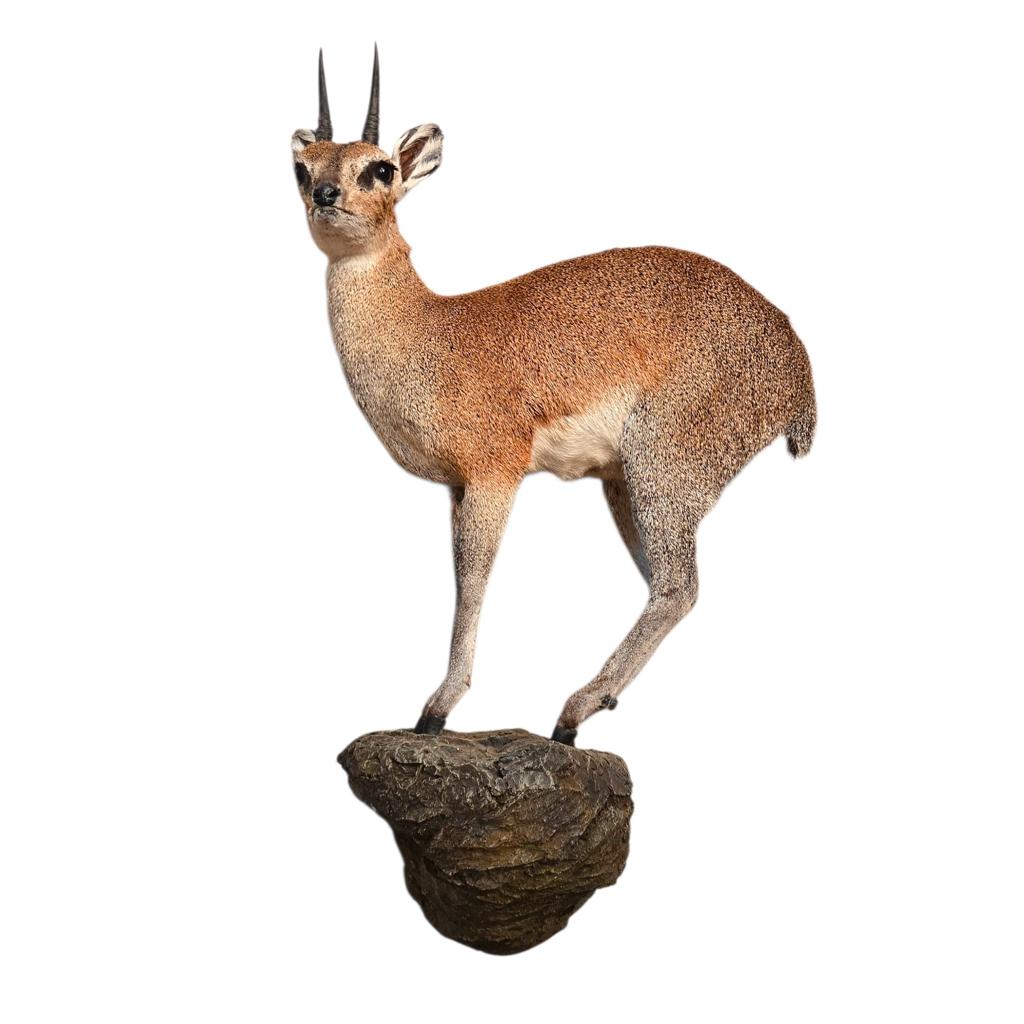 Hoogwaardig opgezette Klipspringer antilope., Verzamelen, Dierenverzamelingen, Ophalen of Verzenden, Nieuw, Opgezet dier