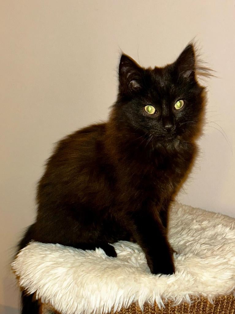 X Noorse Boskat jonge kater chocoladebruin langharig., Dieren en Toebehoren, Meerdere dieren, Ontwormd