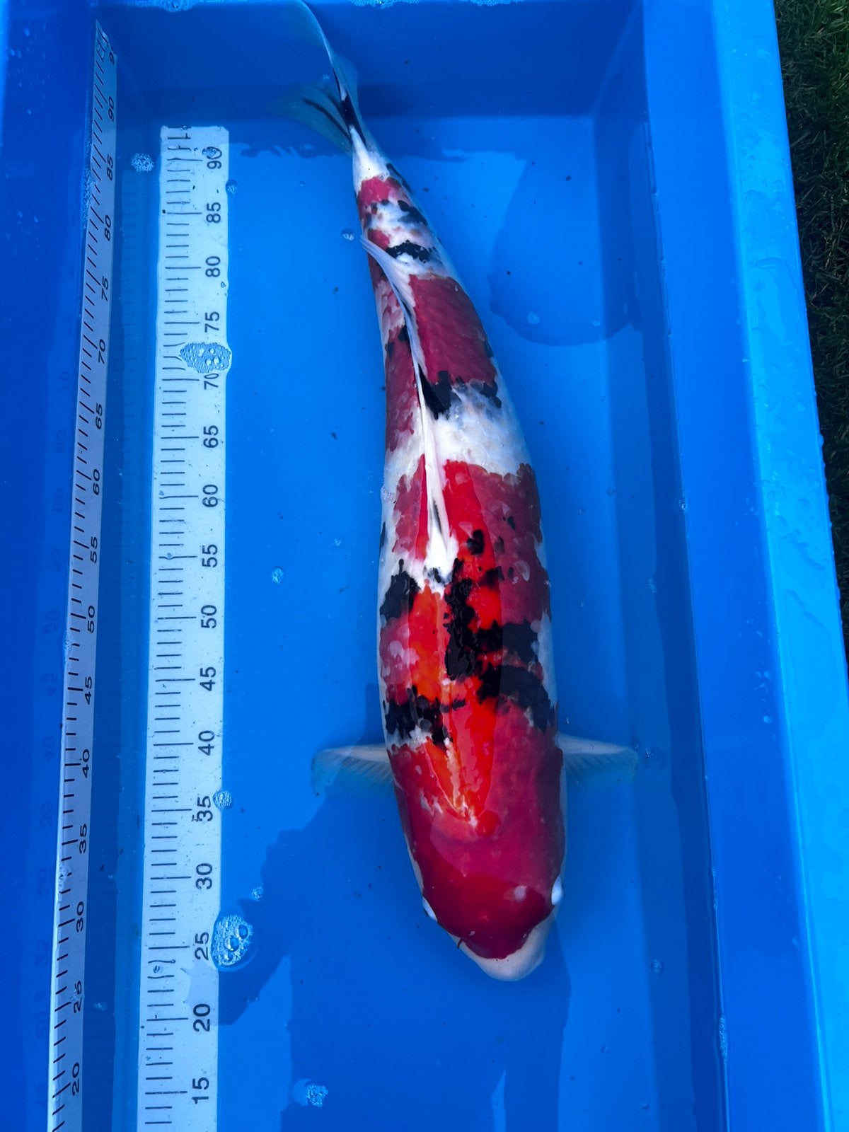 7 stuks japanse koi, Karper of Koi