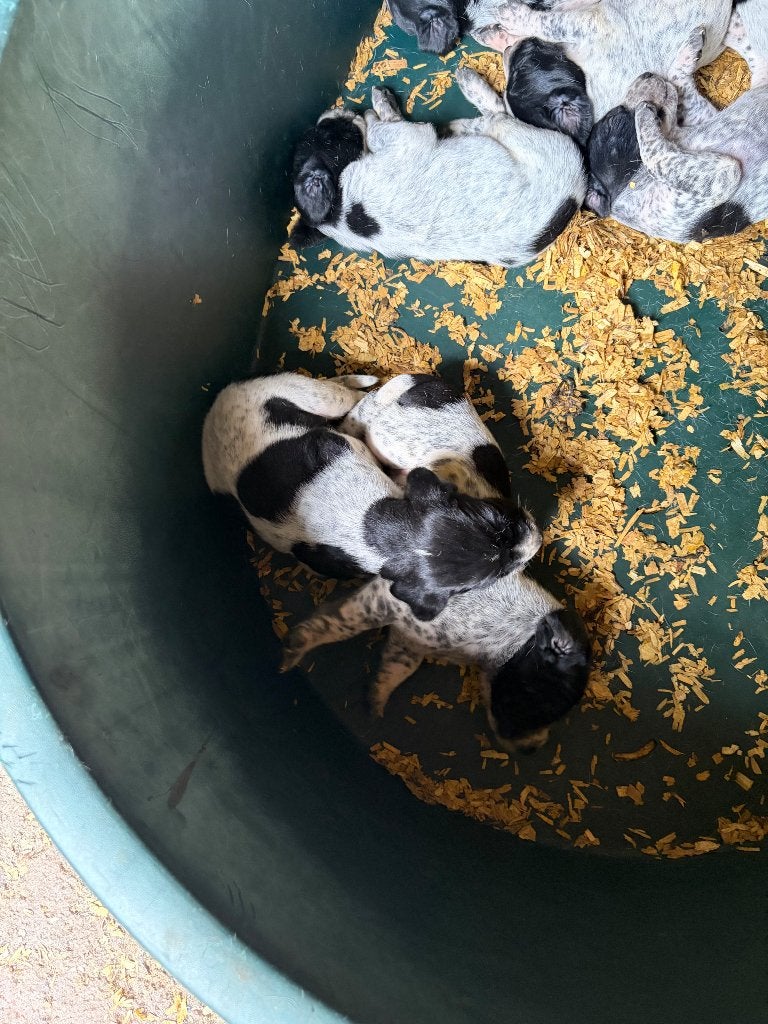 Duitse staande korthaar, Duitse Staande hond, België, Particulier, 8 tot 15 weken