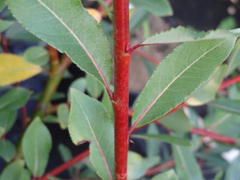 Salix Daphnoides, Berijpte Wilg, paardvriendelijk, Ophalen of Verzenden, Overige soorten, Struik, 100 tot 250 cm