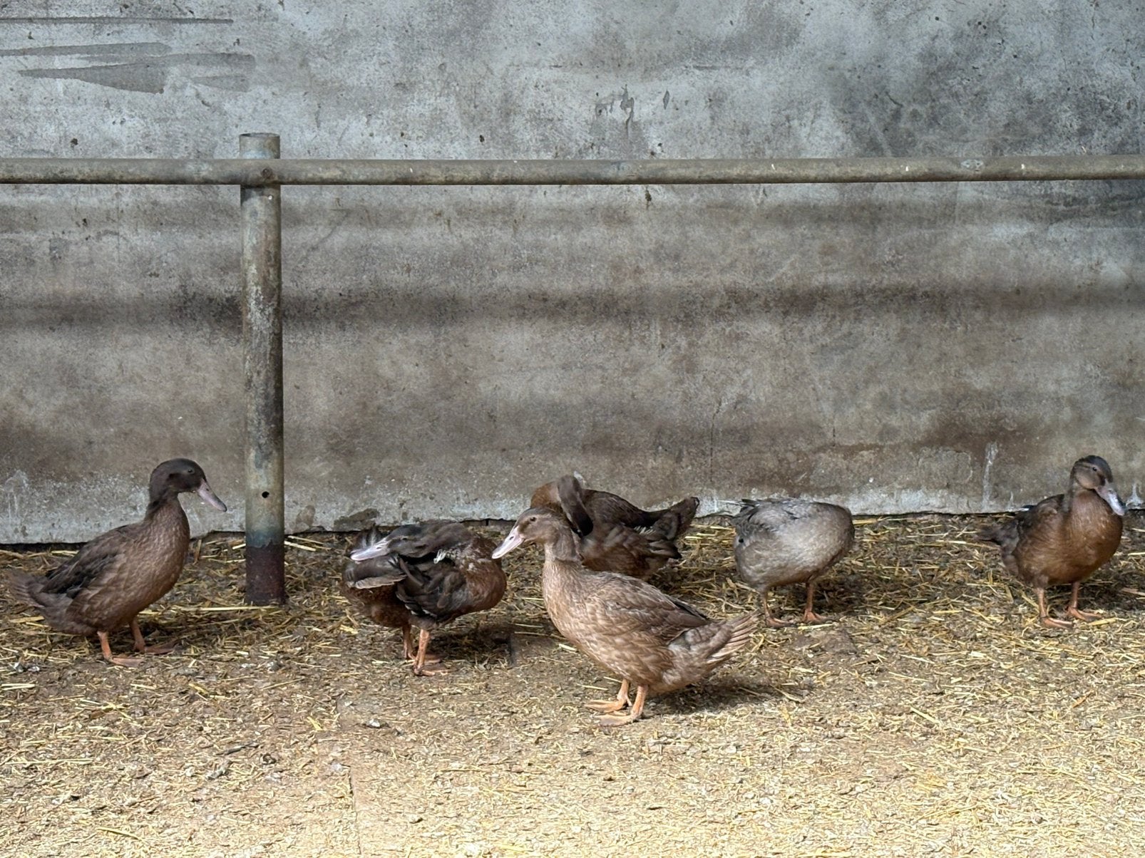 Tk 6 khaki cambell eenden, Dieren en Toebehoren, Pluimvee, Meerdere dieren, Eend