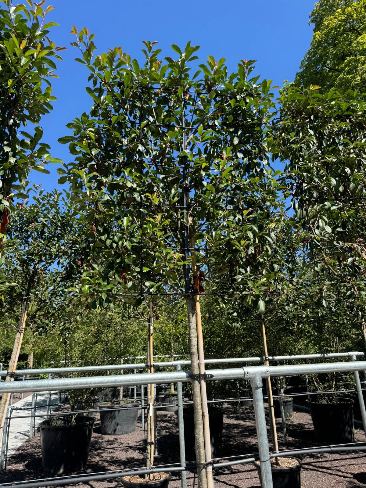 Photinia red robin leivorm, Leiboom, Halfschaduw, 100 tot 250 cm, Ophalen