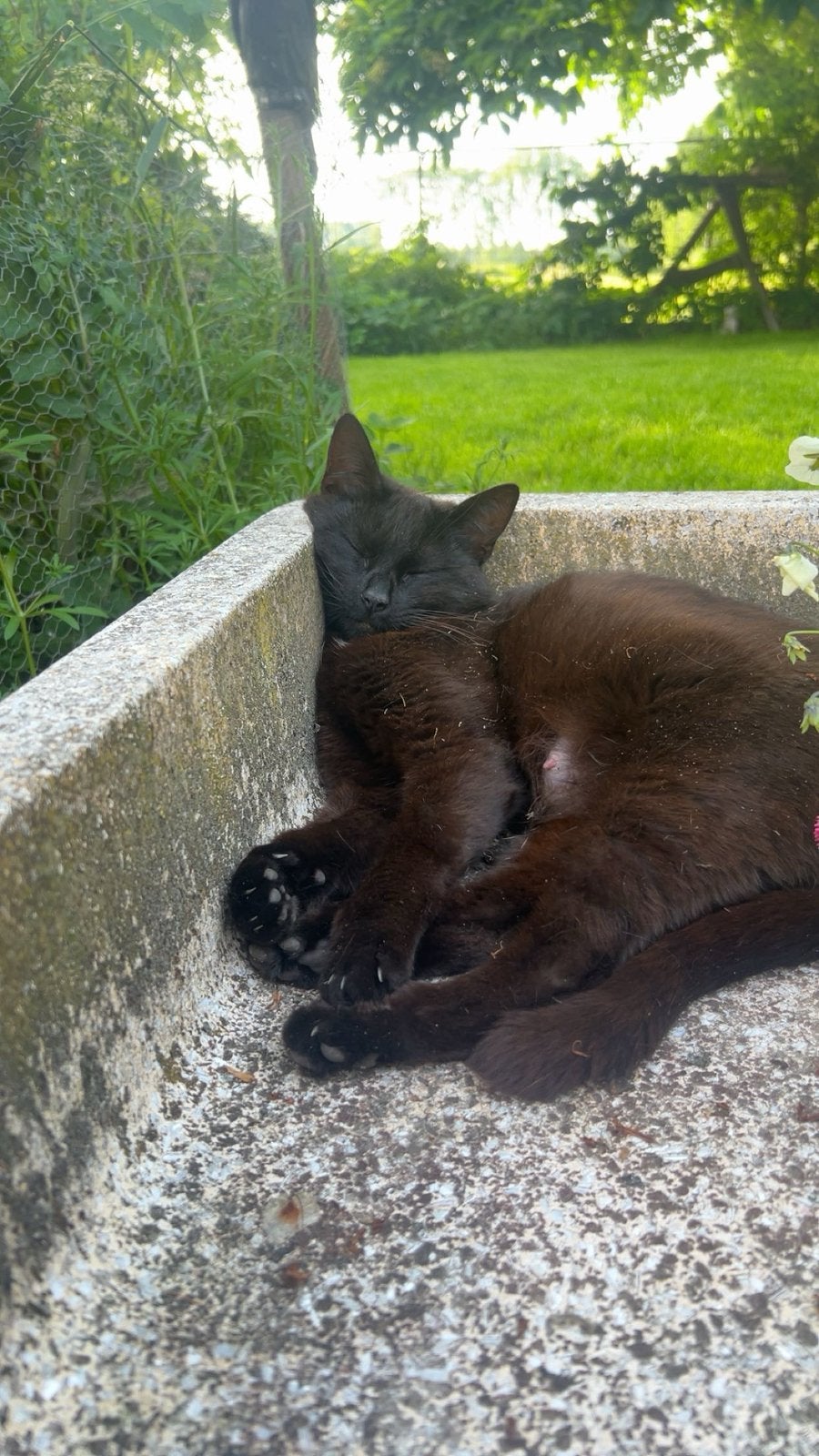 boerderij poes, Dieren en Toebehoren, Poes, 0 tot 2 jaar