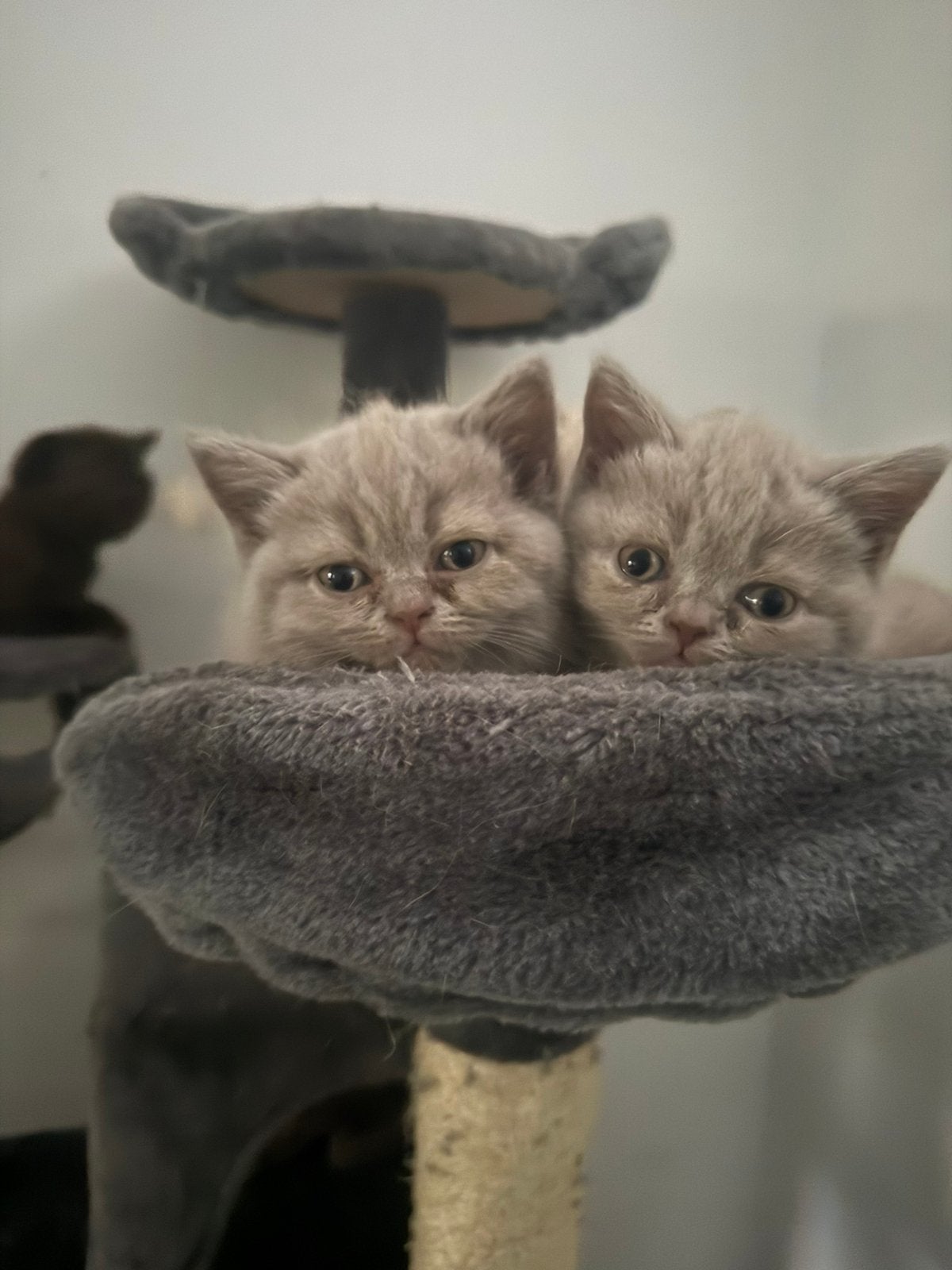 Lilac britse korthaar kittens, Poes, Gechipt
