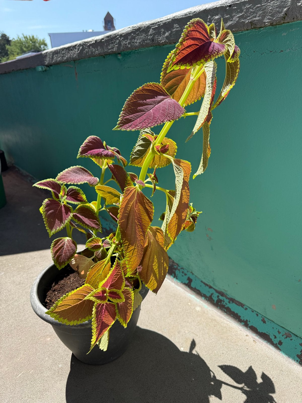 Kleurrijke Coleus plant in pot, Overige soorten, Volle zon, Eenjarig, Ophalen of Verzenden