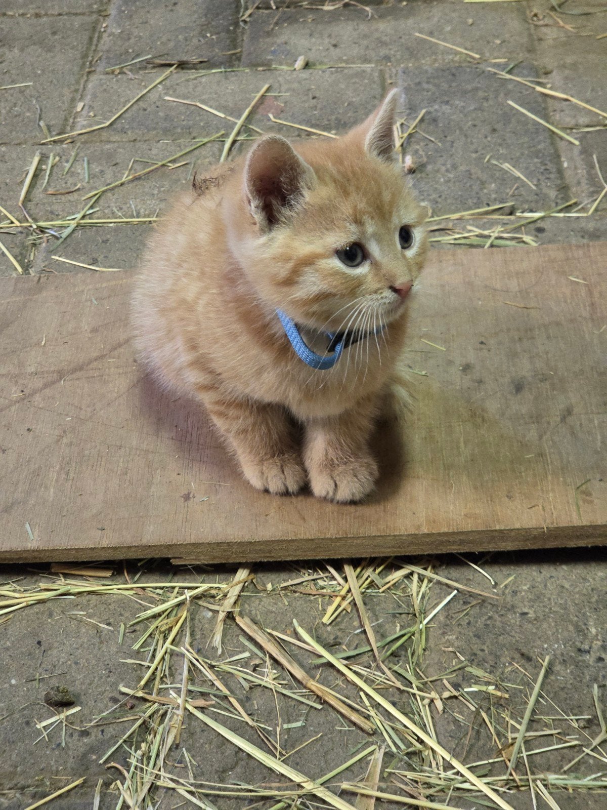 Mooi getekende kittens!, 0 tot 2 jaar