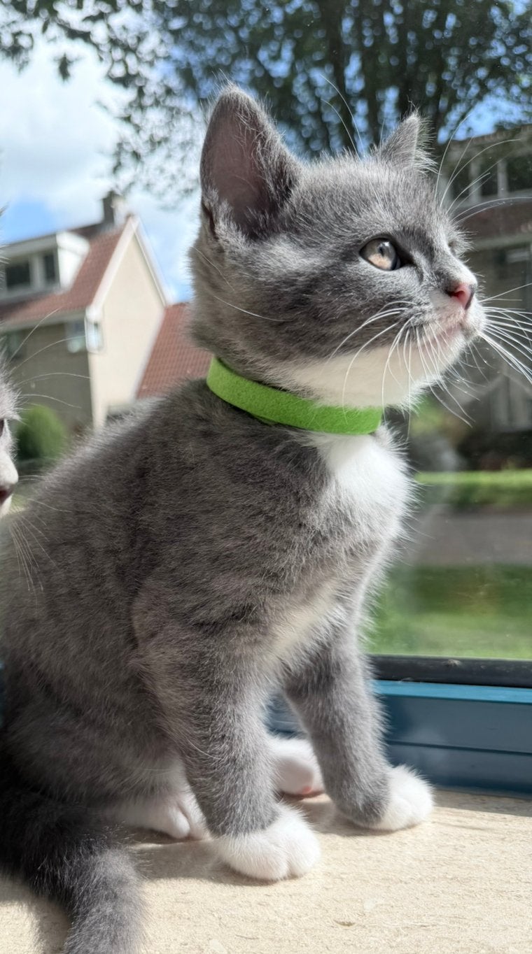 Mix britse korthaar katertje, Meerdere dieren, Ontwormd, 0 tot 2 jaar
