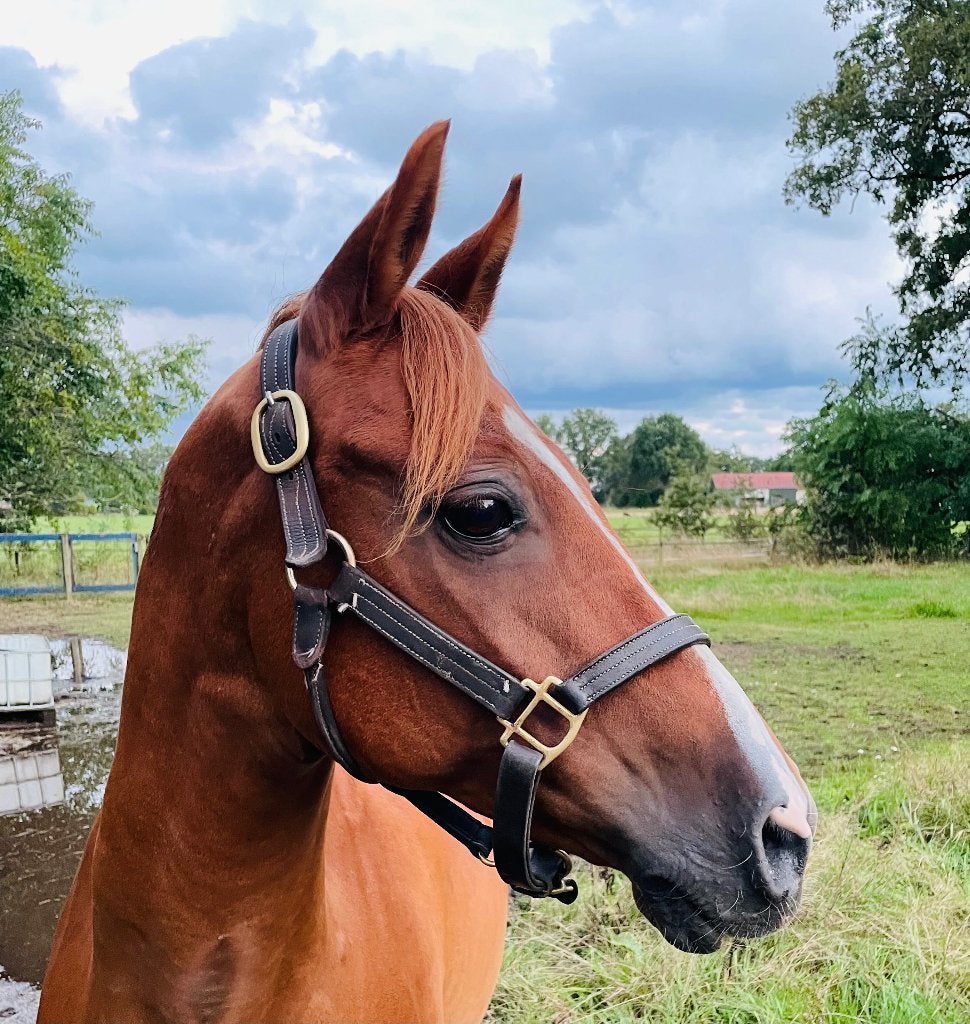 Knappe Welsh D pony, Met stamboom, B, Ruin, 11 jaar of ouder