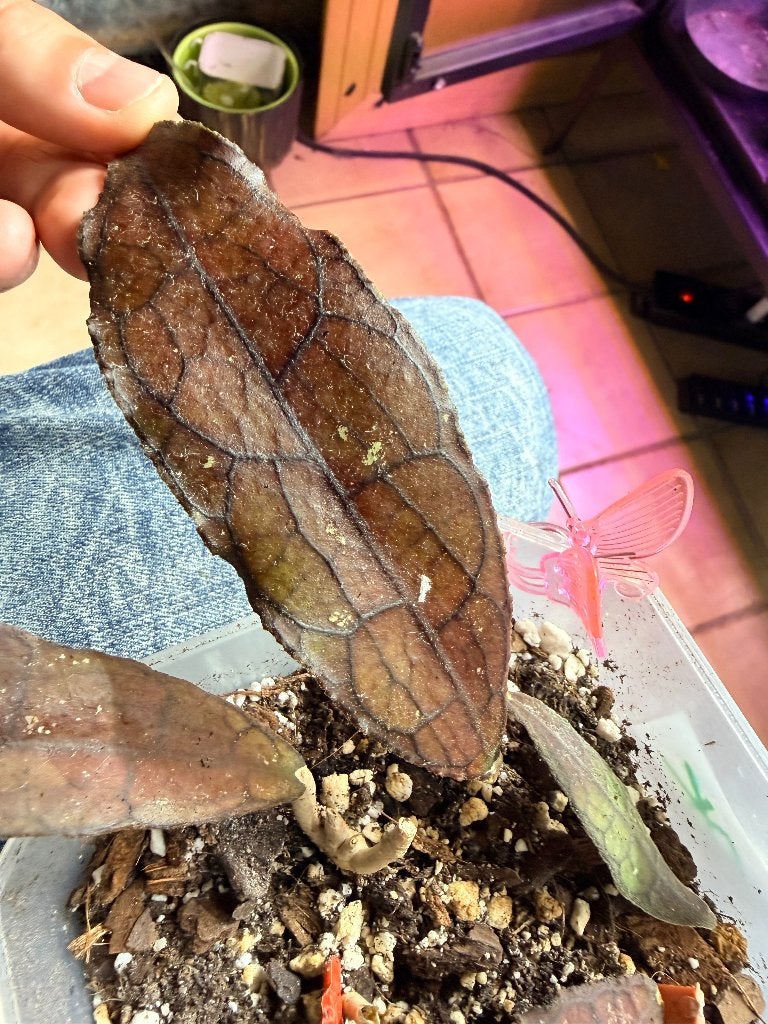 Hoya clemensiorium borneo stekken, Huis en Inrichting, Verzenden, Halfschaduw, Minder dan 100 cm