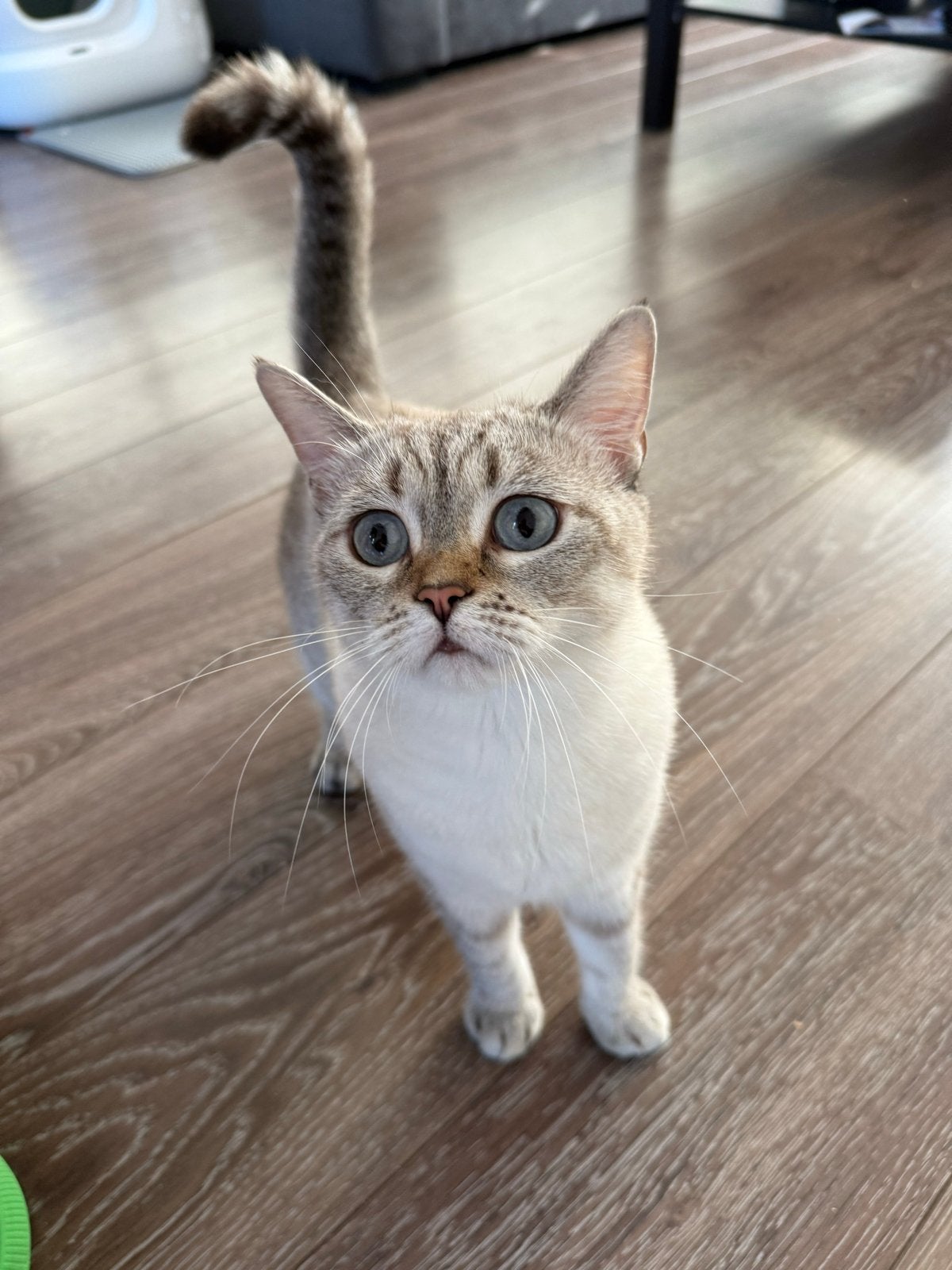 Elsa is looking for a loving new home, Poes, 0 tot 2 jaar