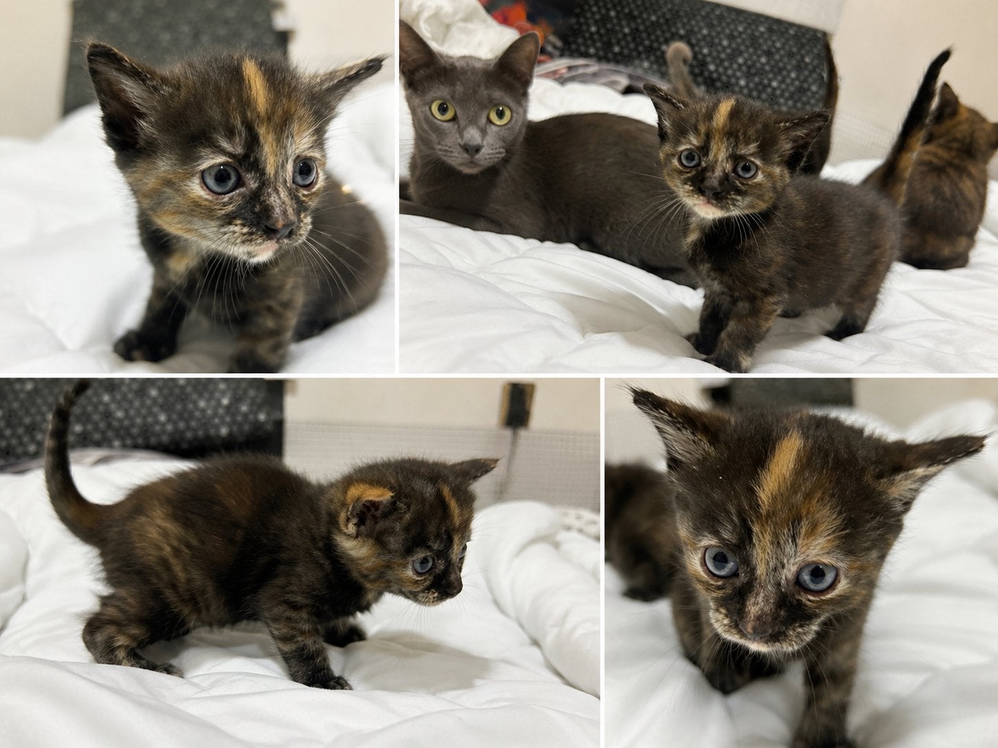 Prachtige blauwe rus mix pers, Dieren en Toebehoren, Meerdere dieren, Ontwormd, 0 tot 2 jaar
