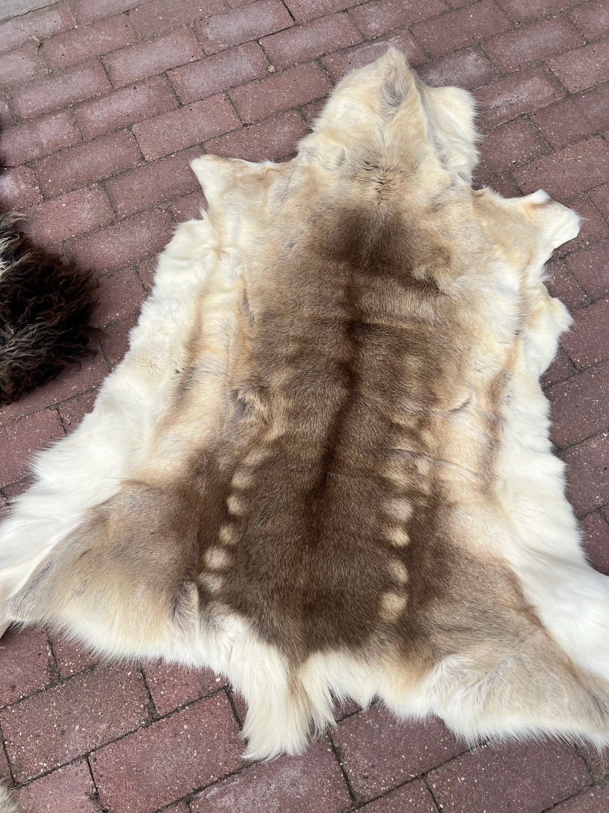 Prachtig rendiervel - Natuurlijke decoratie, Ophalen, Gebruikt, 100 tot 150 cm, Bruin