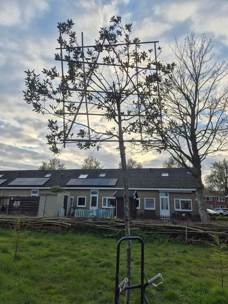 2 leibomen (steeneik en een leilinde), Tuin en Terras, Planten | Bomen, Leiboom, 250 tot 400 cm, Ophalen, Volle zon