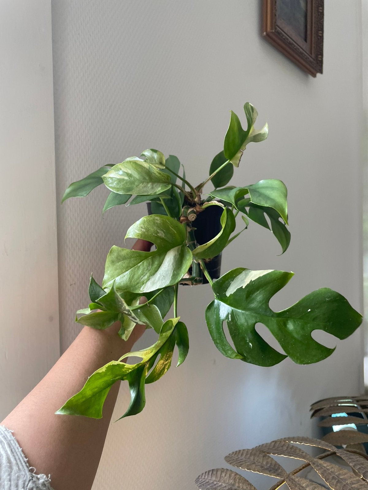 Rhaphidophora Tetrasperma Variegata (Monstera Minima), Huis en Inrichting, Kamerplanten, Ophalen, Halfschaduw, Minder dan 100 cm