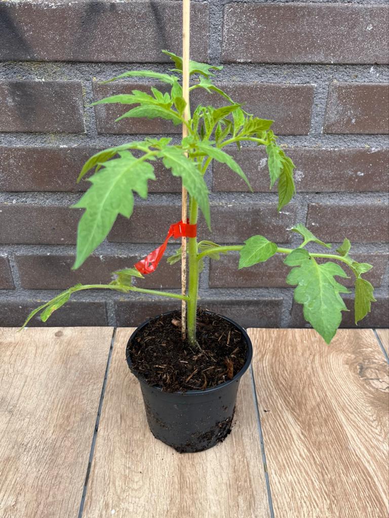 Tomatenplant - Potmaat 10,5cm - Mooie dikke tomaten, Ophalen, Volle zon, Groenteplanten, Eenjarig