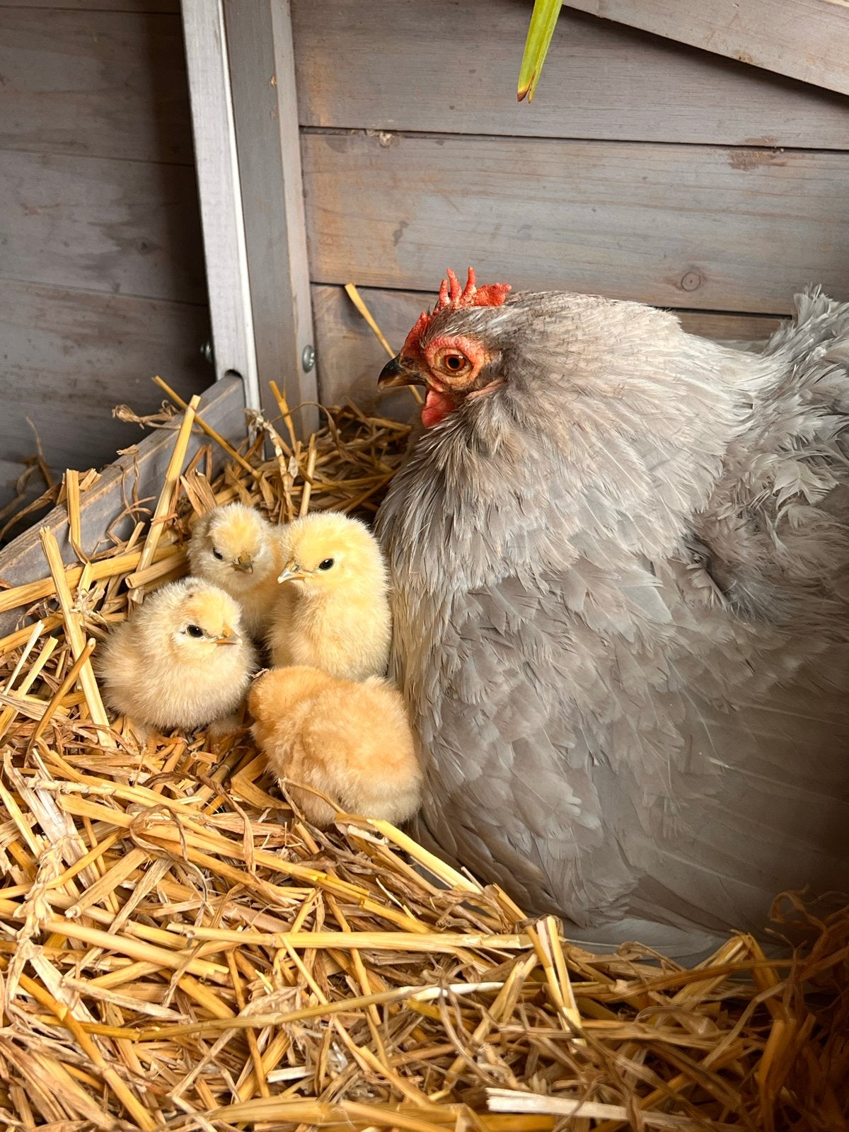 Super tamme zijdehoenkuikens buff en patrijs, Dieren en Toebehoren, Pluimvee, Geslacht onbekend, Kip