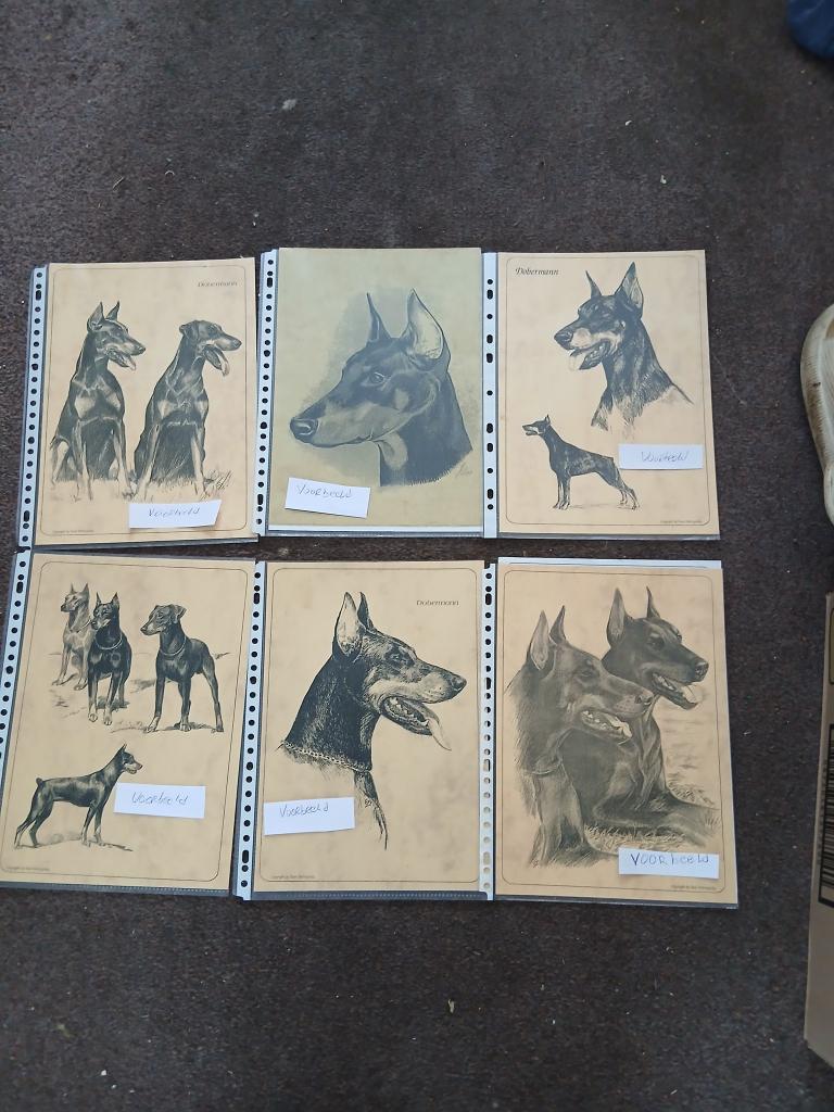 Te koop pentekening van een Dobermann Pincher, 2000 tot heden, Overige technieken, 29 cm, Ophalen of Verzenden