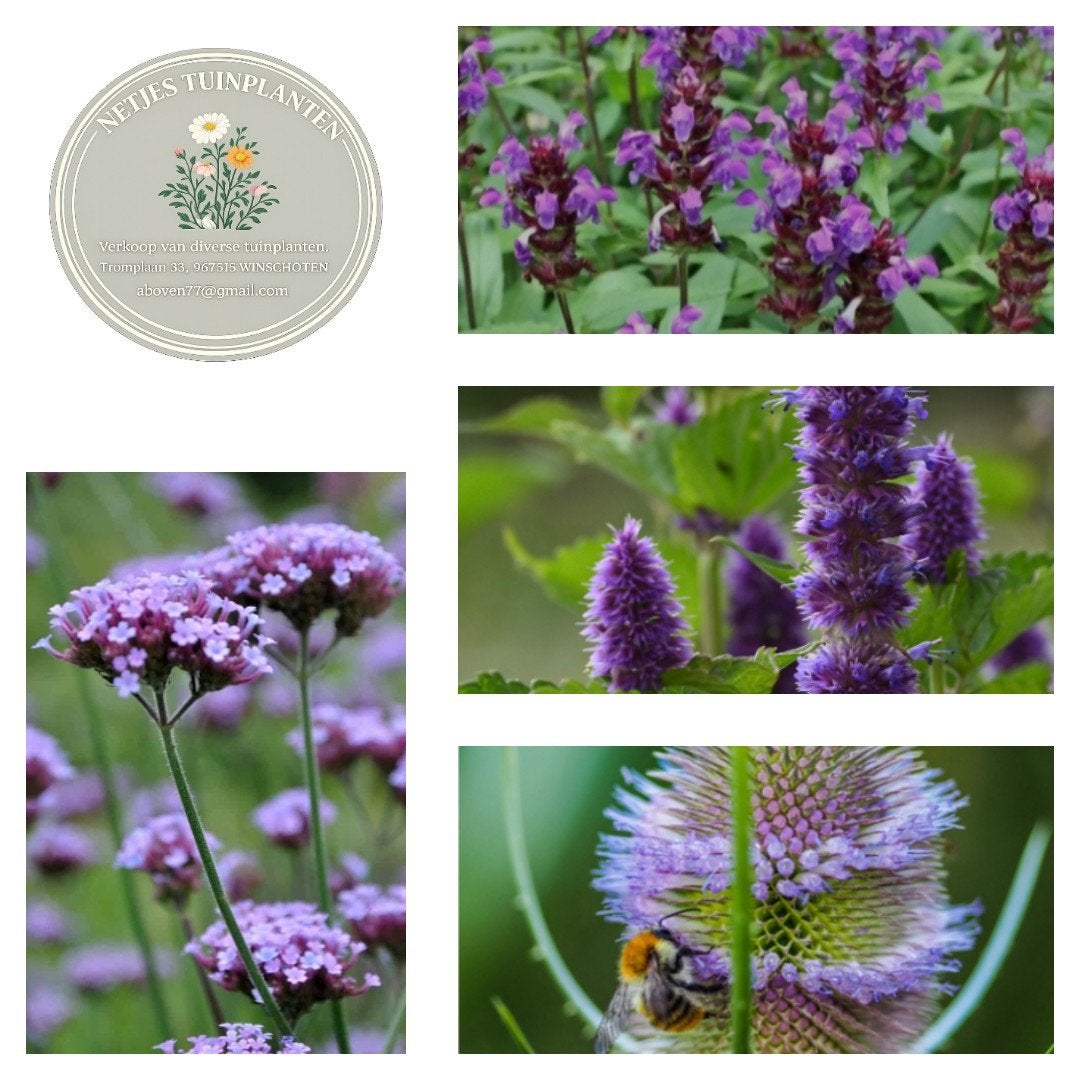 Diverse vaste tuinplanten: Dropplant en Kaardebol vanaf, Tuin en Terras, Ophalen