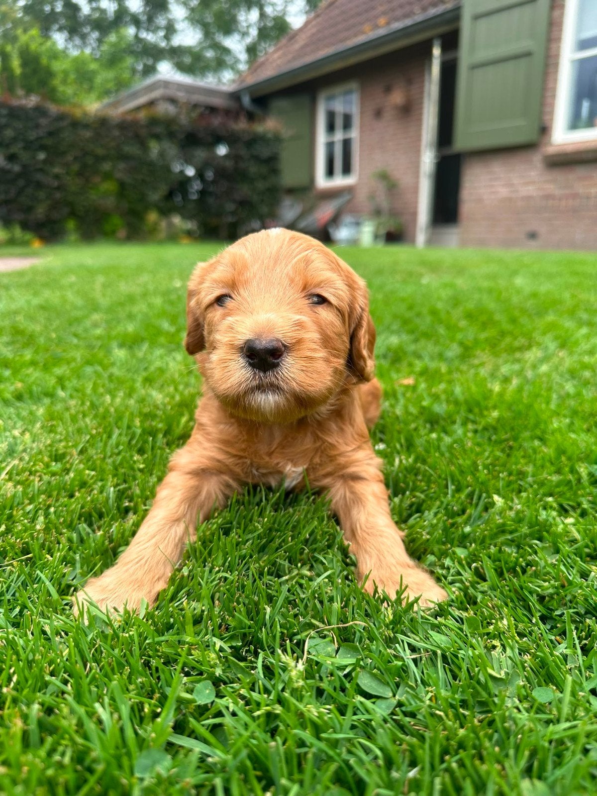 Prachtige Australian labradoodle X Cockapoo F1 pups, 8 tot 15 weken, Parvo, Meerdere, Meerdere dieren