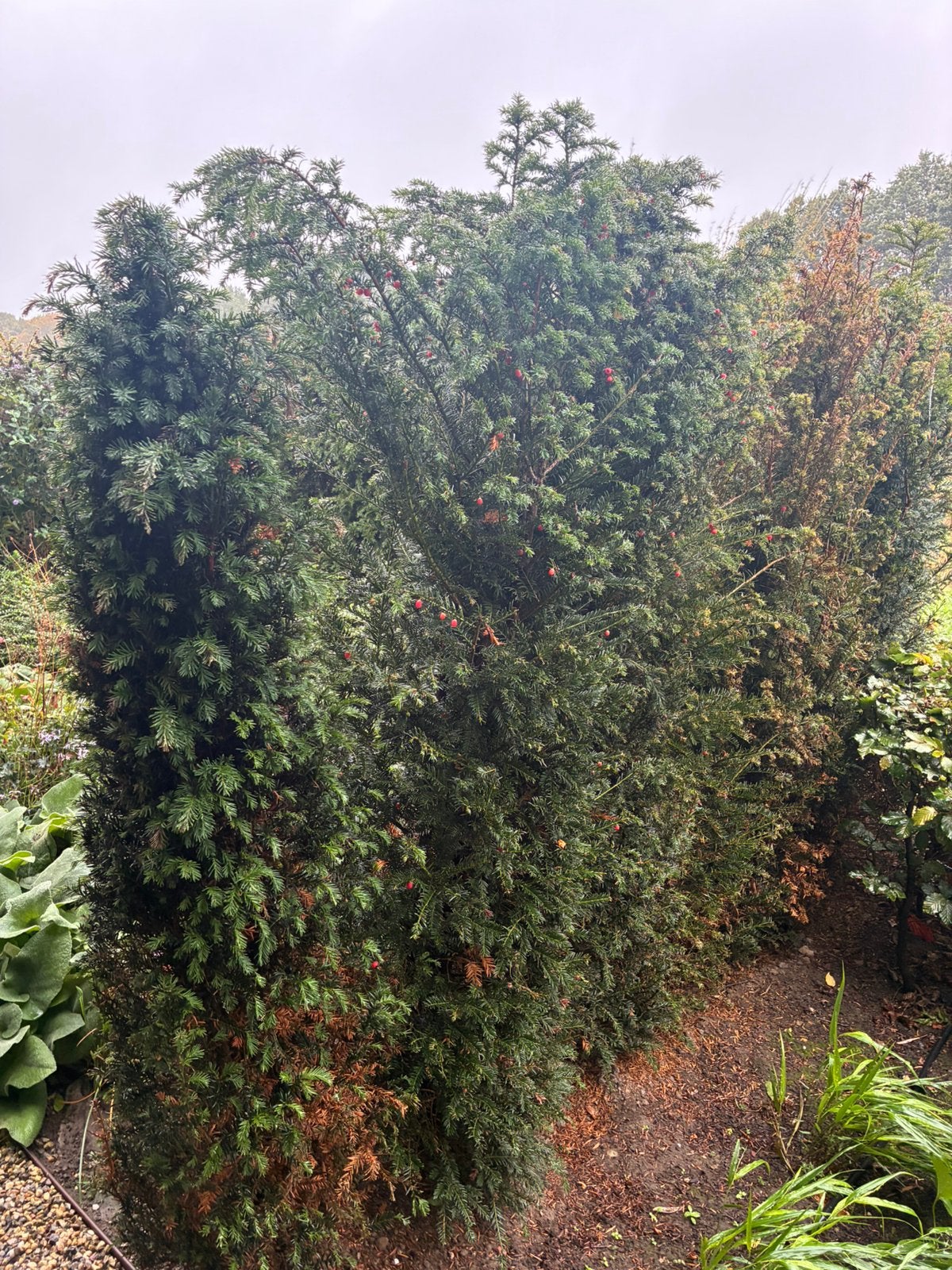 Taxus baccata 180/200 cm hoog, 25 stuks, Ophalen, Taxus, 100 tot 250 cm