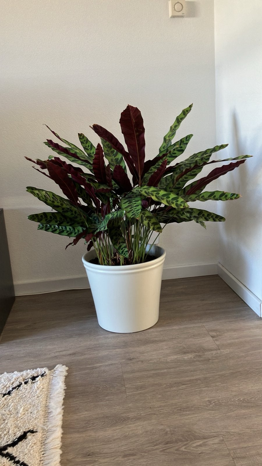 Calathea in zeer goede staat, Ophalen, 100 tot 150 cm, Overige soorten, Halfschaduw