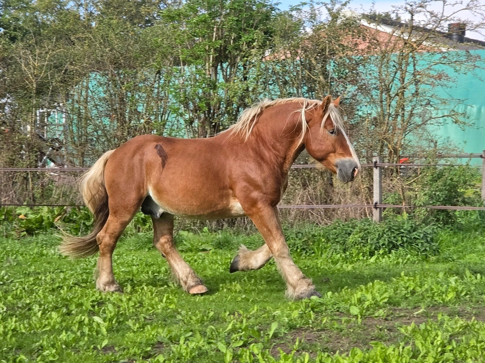 Rheinisch Deutsches Koudbloed vos hengst, Dieren en Toebehoren, Hengst, Onbeleerd, 160 tot 165 cm, 3 tot 6 jaar