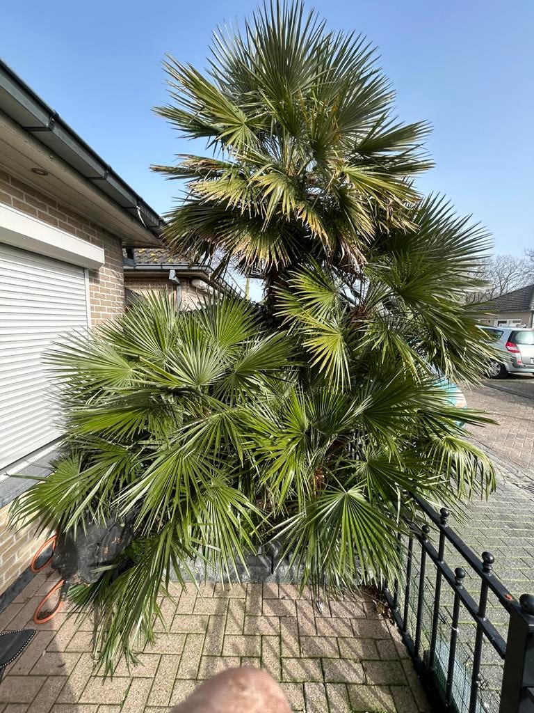 Palmboom multistam met mederen grote schuiten, Tuin en Terras, Ophalen of Verzenden, Zomer, Volle zon, Palmboom