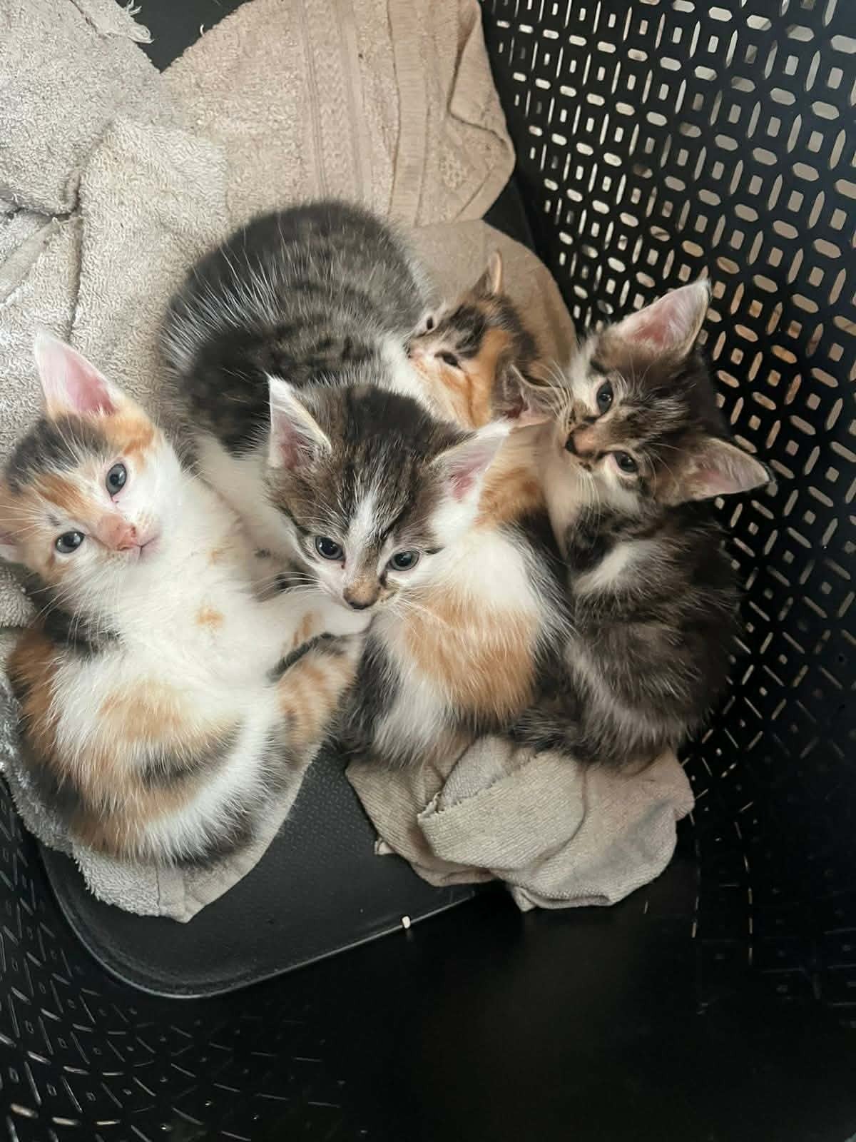 huiskittens mogen naar een gouden mandje, Meerdere dieren, Kortharig, 0 tot 2 jaar
