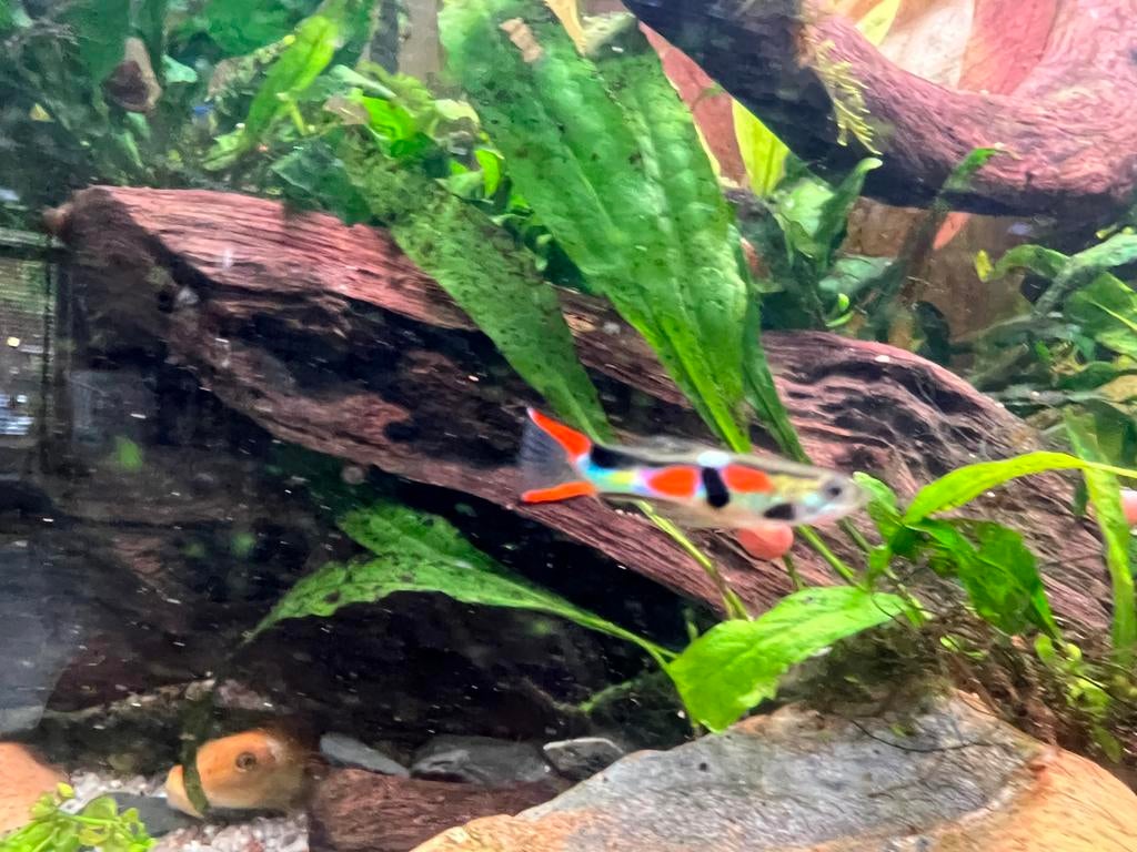 Gratis endler guppy man, Vis